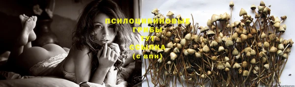 сатива Арсеньев